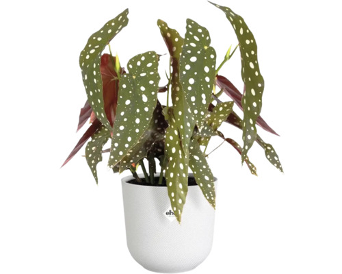 Begonie in einem Topf