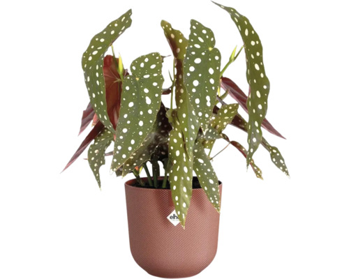 Begonie mit weißen Punkten im Topf