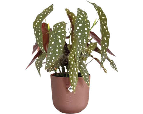 Begonie in einem Topf