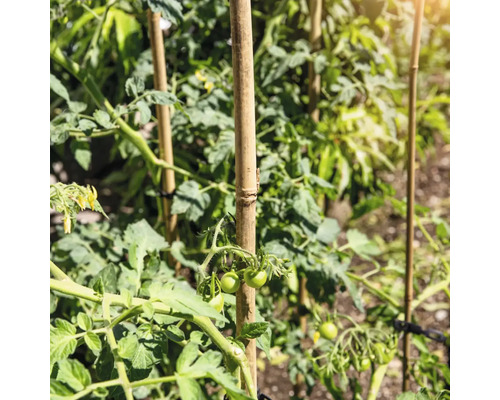 Plant de tomates avec bâton de bambou dans le jardin