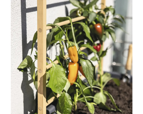 Plante avec poivrons sur un treillis en bois
