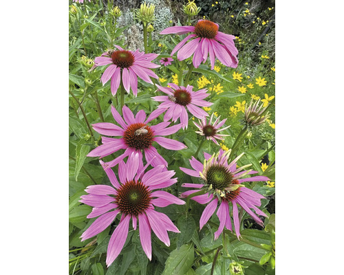 6 x échinacée Echinacea purpurea « Augustkönigin » h 10-80 cm Co 0,5 L