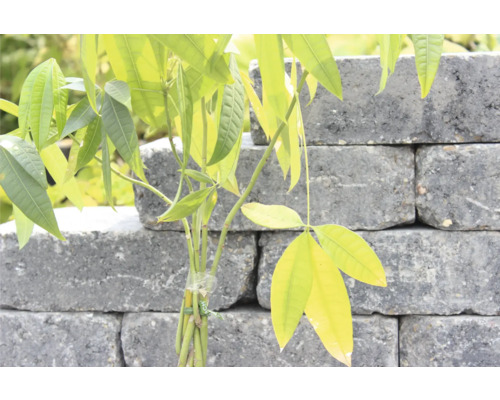 Jeune arbre devant un mur