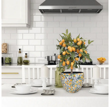 Scène de cuisine avec un kumquat en pot sur une table