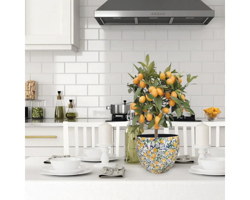 Scène de cuisine avec un kumquat en pot sur une table