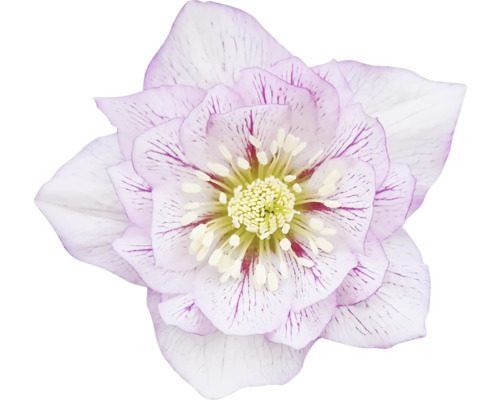 Nahaufnahme einer Lenzrose mit zahlreichen Blütenblättern