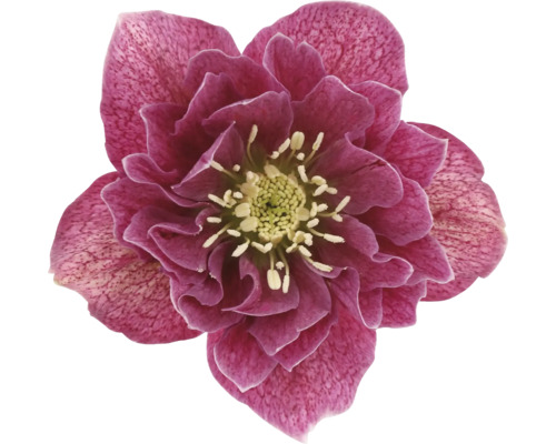 Nahaufnahme einer Christrose mit violetten Blütenblättern