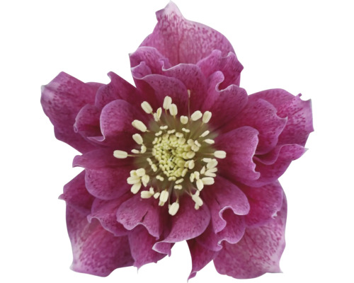 Nahaufnahme einer Christrose