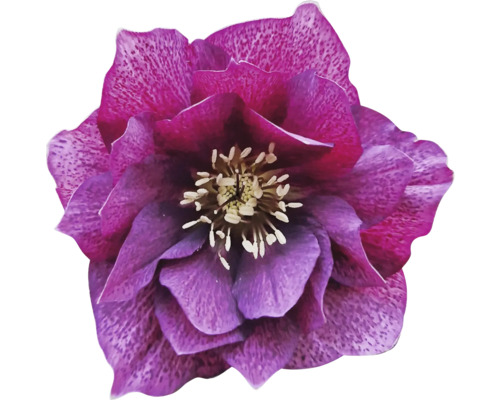 Nahaufnahme einer purpurfarbenen Christrose