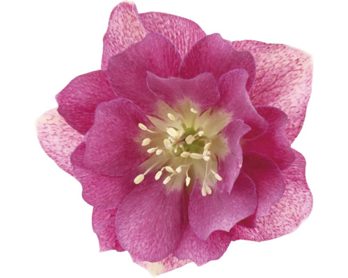 Nahaufnahme einer Christrose mit Blüte