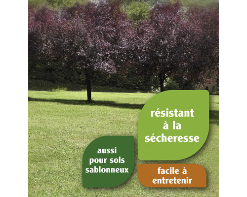 Pelouse avec arbres et symboles pour résistance à la sécheresse, adaptée aux sols sableux et facile à entretenir