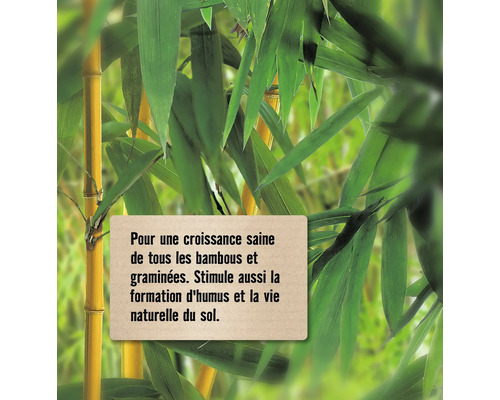 Informations pour favoriser la croissance du bambou et des graminées