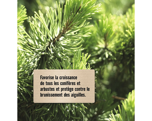 Favorise la croissance de tous les conifères et arbustes et protège contre le brunissement des aiguilles