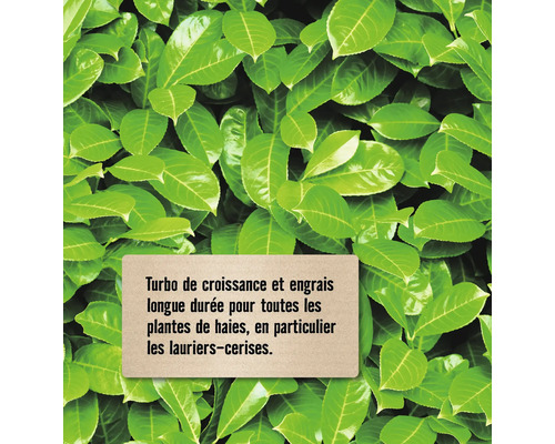 Engrais longue durée pour plantes de haies, en particulier les lauriers-cerises