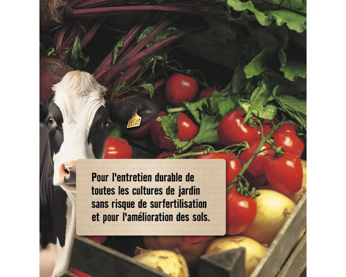 Image d''une vache avec des légumes tels que des betteraves, des tomates et des oignons.