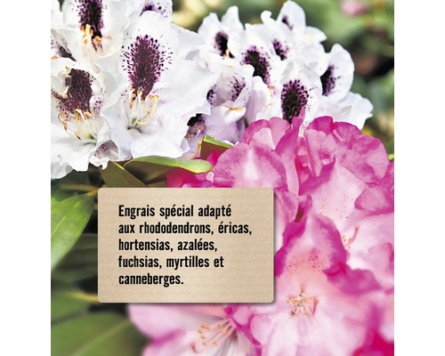 Engrais spécial adapté aux rhododendrons, éricas, hortensias, azalées, fuchsias, myrtilles et canneberges