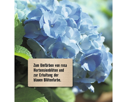 Blaue Hortensienblüten mit Hinweisschild zur Umfärbung von rosa Hortensienblüten