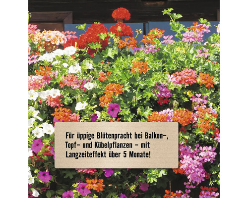 Blühende Balkon-, Topf- und Kübelpflanzen mit Langzeiteffekt.
