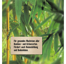 Hinweis für gesundes Wachstum von Bambus- und Grasarten