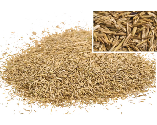 Graines de gazon en détail