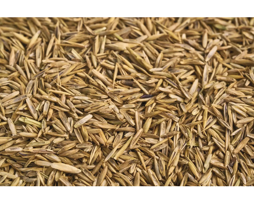 Gros plan sur des graines de gazon