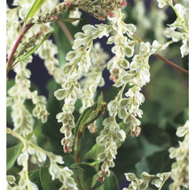 Kletterpflanzen Bienenfreundlich in Sorten FloraSelf 11 cm Topf