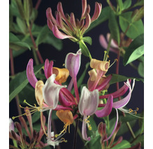 Kletterpflanzen Bienenfreundlich in Sorten FloraSelf 11 cm Topf