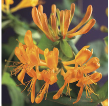 Kletterpflanzen Bienenfreundlich in Sorten FloraSelf 11 cm Topf
