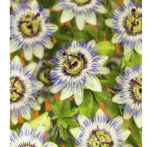 Kletterpflanzen Bienenfreundlich in Sorten FloraSelf 11 cm Topf