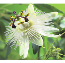 Kletterpflanzen Bienenfreundlich in Sorten FloraSelf 11 cm Topf