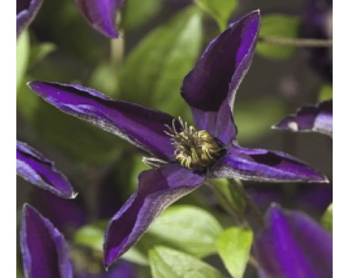 Nahaufnahme einer dunkelvioletten Clematisblüte im Garten