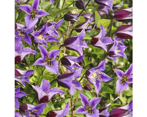 Nahaufnahme von violetten Waldrebenblüten