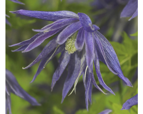 Nahaufnahme einer blauen Waldrebe