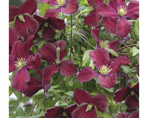 Nahaufnahme von dunkelroten Waldrebenblüten mit grünen Blättern