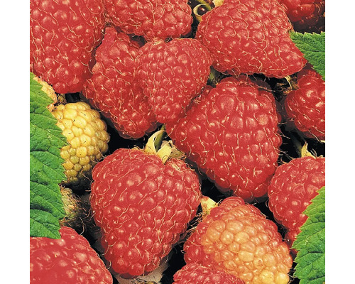Nahaufnahme von Himbeeren mit Blättern