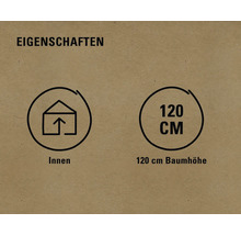 Eigenschaften: Innenbereich, 120 cm Baumhöhe