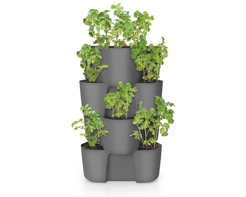 Colonne de plantation avec plants de pommes de terre