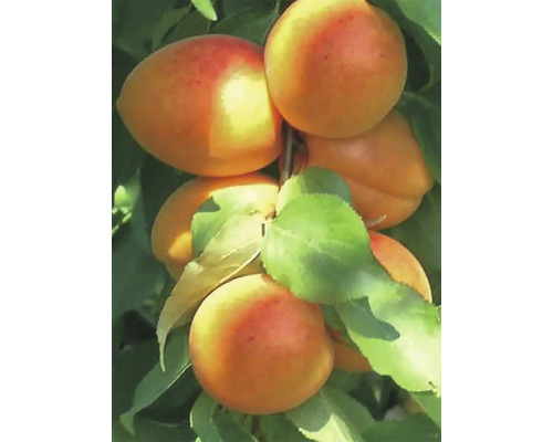 Bio Aprikose Busch FloraSelf Bio Prunus armeniaca Compacta H ca. 125 cm Co 7,5 L Aprikosen am Zweig mit Blättern