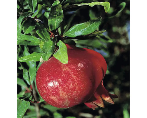 Bio Granatapfel Busch FloraSelf Bio Punica granatum 'Molar' H 40-60 cm Co 3 L Nahaufnahme einer Granatapfelfrucht an einem Baum mit Blättern.