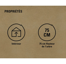 Propriétés : Utilisation intérieure, hauteur de l’arbre 75 centimètres