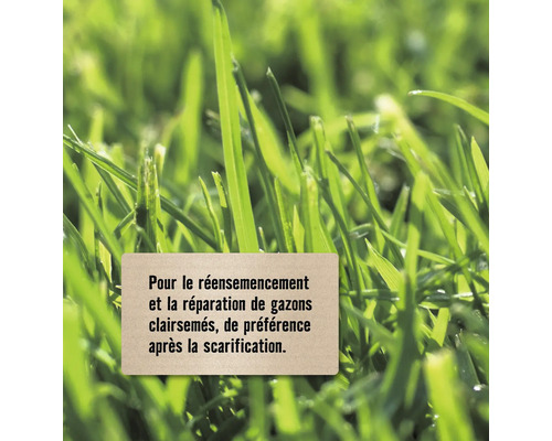 Conseils pour le réensemencement et la réparation des gazons clairsemés, de préférence après la scarification.