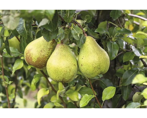 Bio Winterbirne FloraSelf Bio Pyrus communis 'Vereinsdechantsbirne' Stammhöhe 30-35 cm Gesamthöhe 80-90 cm Co 5 L Historische/Alte Sorte Drei Birnen am Birnenbaum mit grünen Blättern