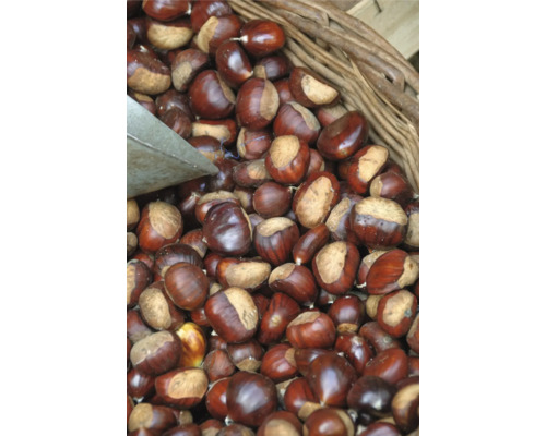 Bio Esskastanie Edelkastanie Marone FloraSelf Bio Castanea sativa H 80-90 cm Co 5 L Korb mit Kastanien