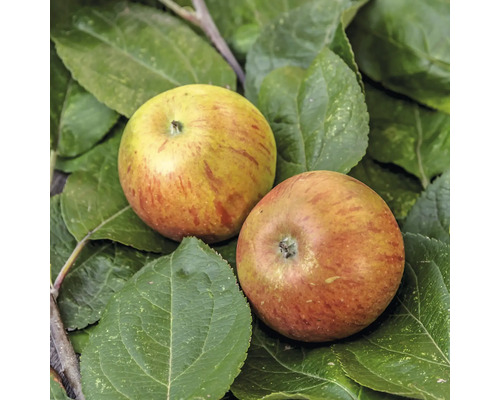 Deux pommes sur des feuilles