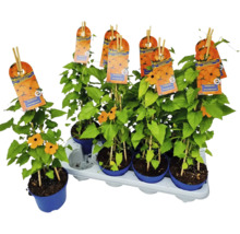 Plantes Suzanne aux yeux noirs en pot