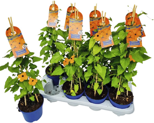 Plantes Suzanne aux yeux noirs en pot