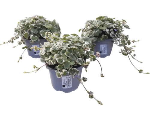 Trois plantes à feuilles argentées en pot