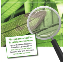 Darstellung von Phosphormangel an einer Aquariumpflanze unter einer Lupe