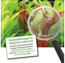 Aquarium Pflanzen mit Anzeichen von Stickstoffmangel unter einer Lupe