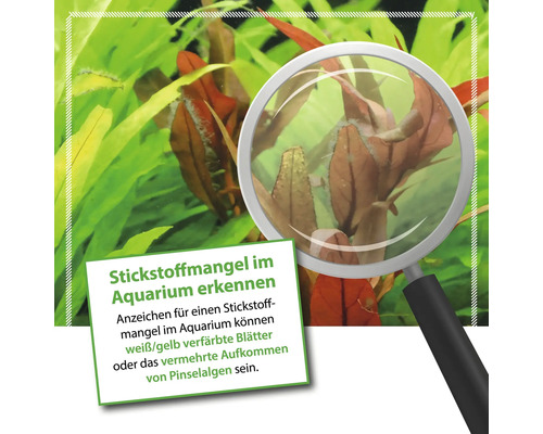 Aquarium Pflanzen mit Anzeichen von Stickstoffmangel unter einer Lupe